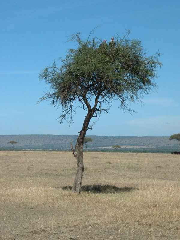 gal/Honeymoon/Masai Mara/DSCF0158.JPG